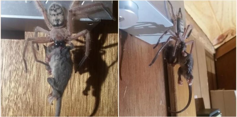 This spider ate a bloody possum