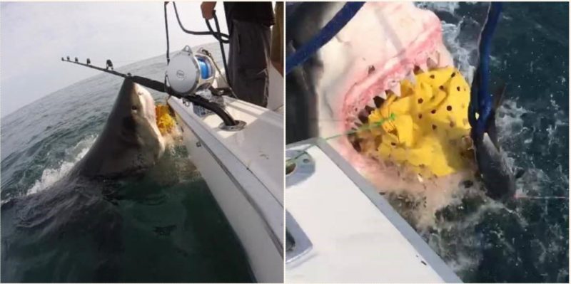 Two tonne great white shark jumps from water and tears chum bag from boat