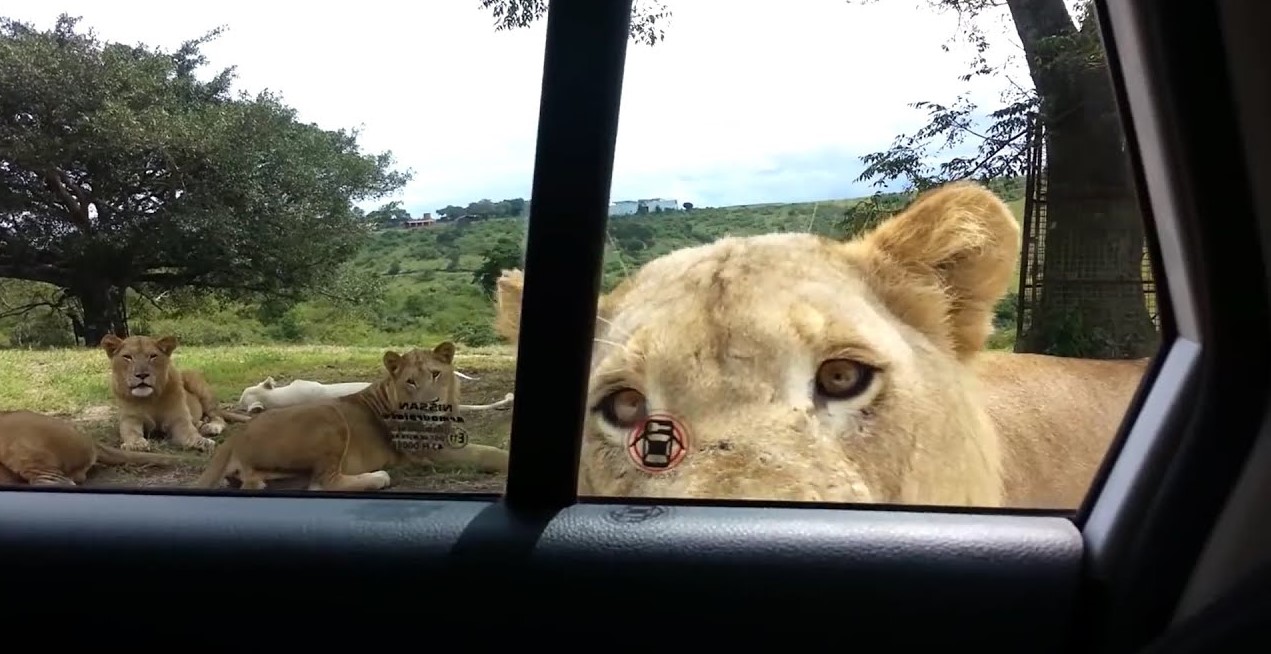 Tourist group instantly learn lesson after forgetting to lock car door on safari