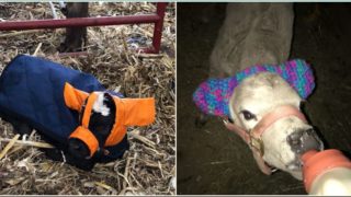 Farmers are protecting calves from frostbite with custom earmuffs and its bloody genius