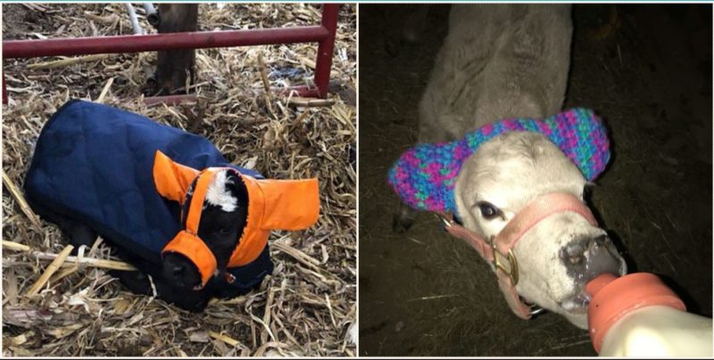 Farmers are protecting calves from frostbite with custom earmuffs and its bloody genius