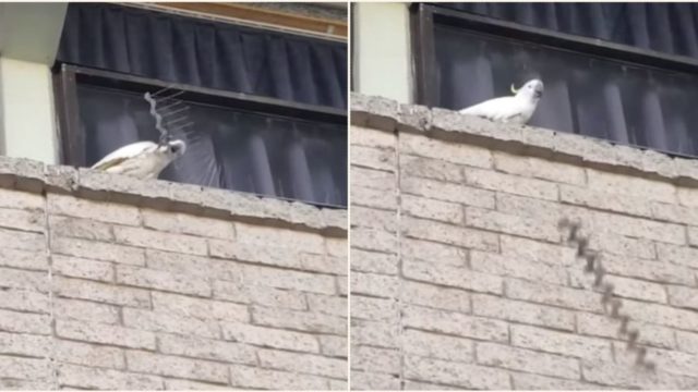 Angry Cockatoo destroys entire row of anti-nesting spikes