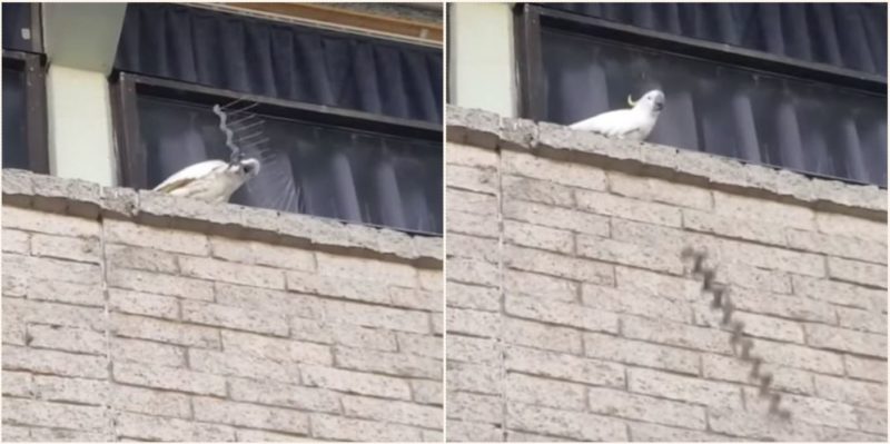 Angry Cockatoo destroys entire row of anti-nesting spikes