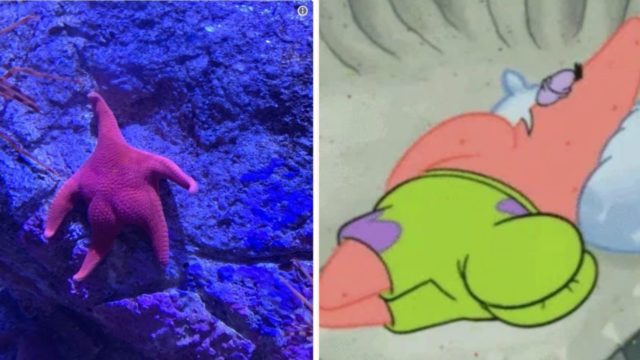 The internet can’t stop comparing this ‘Thicc’ Starfish to Patrick From SpongeBob