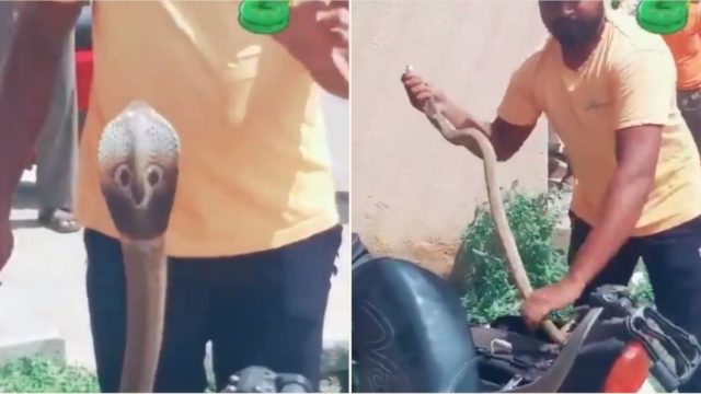 Bloke discovers cobra hidden in motorbike, handles it like absolute legend