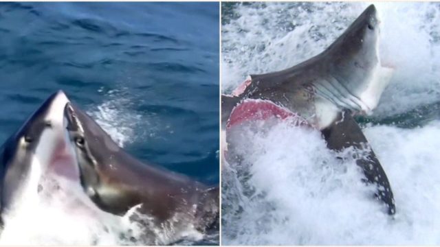 Two great white sharks attack each other in South Australia