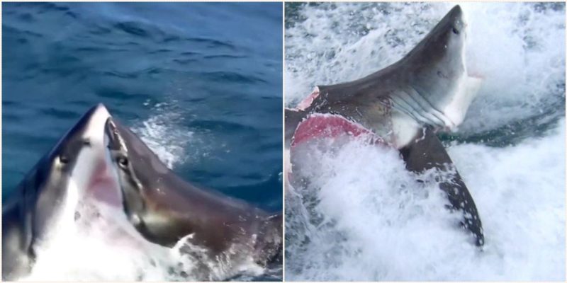 Two great white sharks attack each other in South Australia