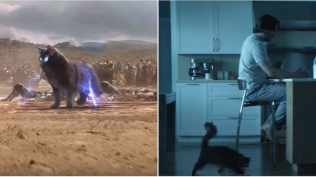 This bloke improves movies by editing his cat into them
