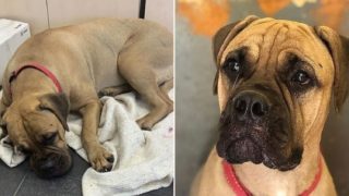 Amazing Russian dog leaps off train and travels 200km back towards owner who rejected her