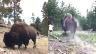 Giant bison sends 9 year old girl flying through the air