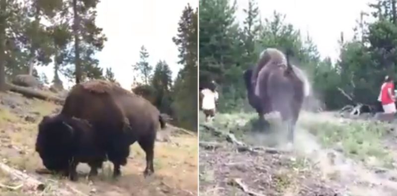 Giant bison sends 9 year old girl flying through the air