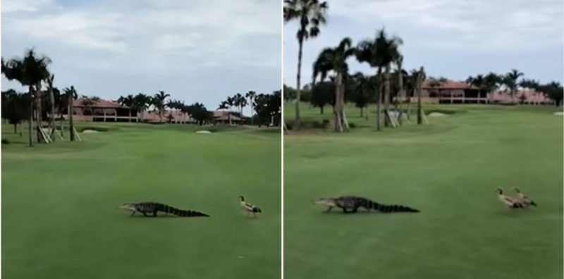 Hilarious footage of geese running it straight against an alligator