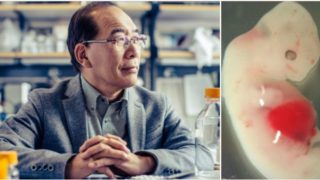 Japan approves first ever experiment to create human-animal hybrids