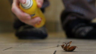 Cockroaches are evolving to a point where they’ll be immune to all bug sprays