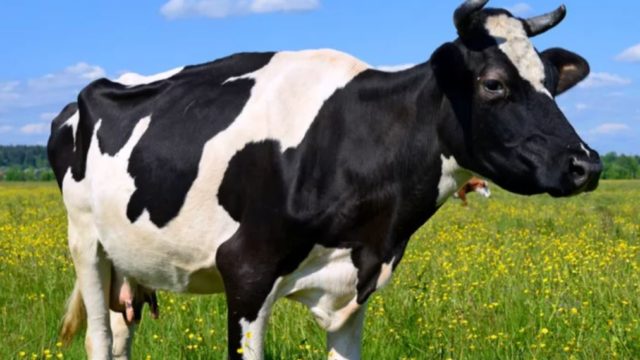 Farmer proposes to girlfriend with an engagement ring on a cow’s udder