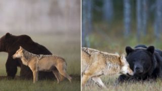 Photographer Captures the Real-life Jungle Book