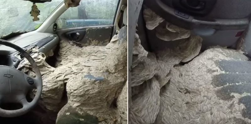 Dude finds a giant wasp nest inside creepy abandoned car