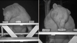 Beekeeper tricks greedy bears into becoming honey tasters after they kept stealing his honey