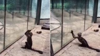 Footage captures monkey using sharpened rock to smash through glass at zoo