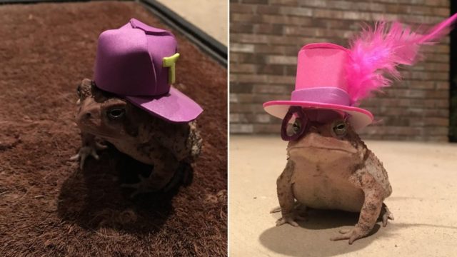Bloke makes miniature hats for a toad who visits his porch on a daily basis