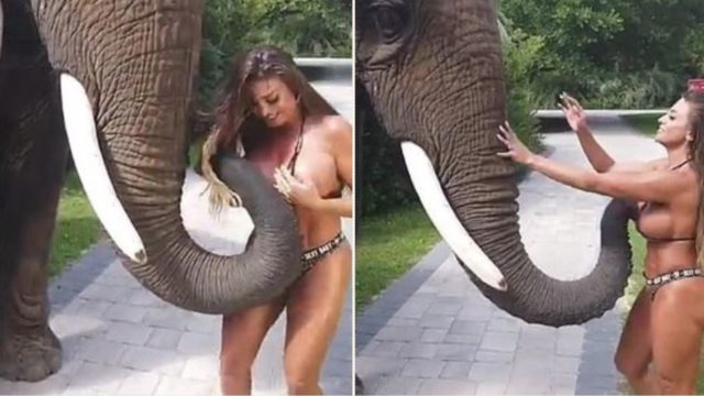 Footage shows elephant trying to rip off sheila’s bikini