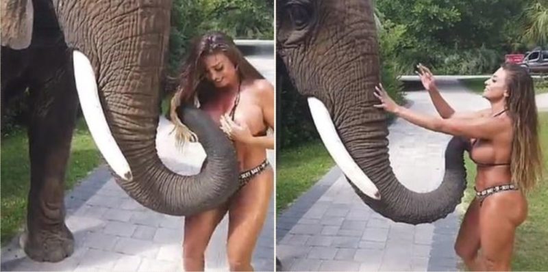 Footage shows elephant trying to rip off sheila’s bikini