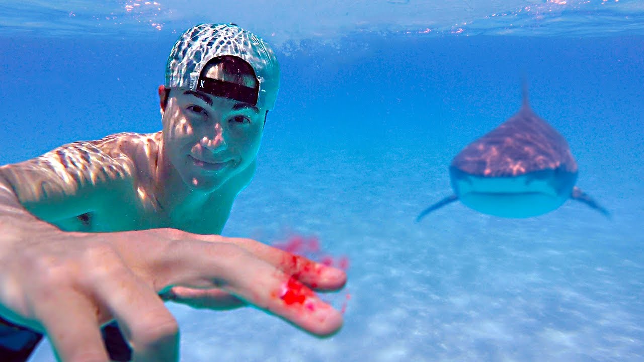 Top bloke discovers whether sharks can really smell blood in the water