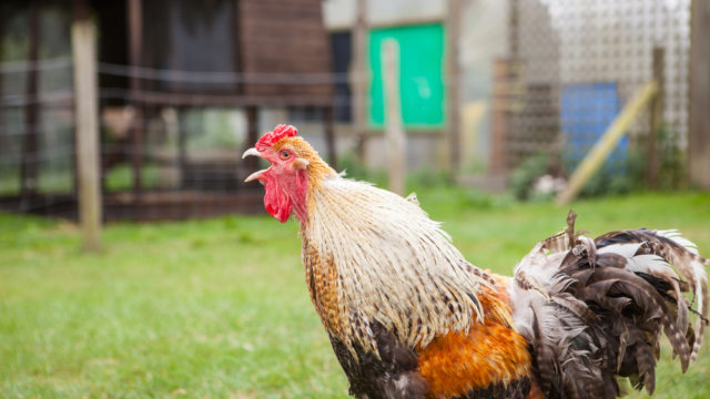 Woman dies after being attacked by a Rooster collecting eggs from her backyard