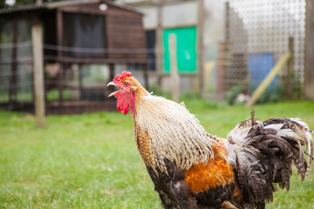 Woman dies after being attacked by a Rooster collecting eggs from her backyard