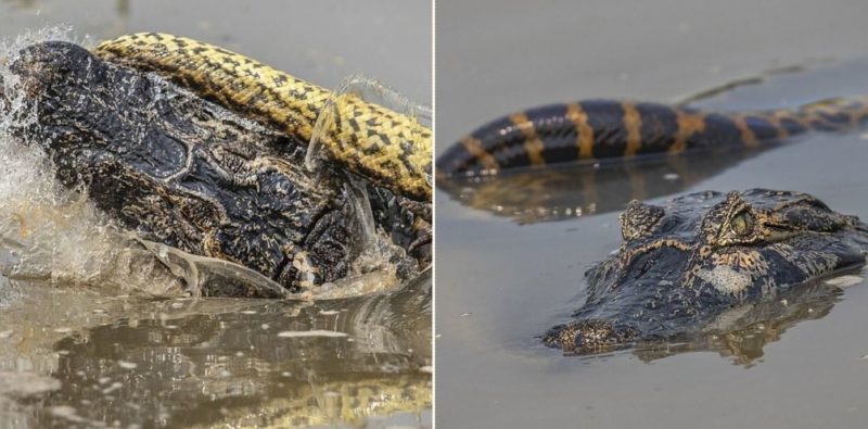 28ft anaconda sends crocodile to Destination F*@#ed