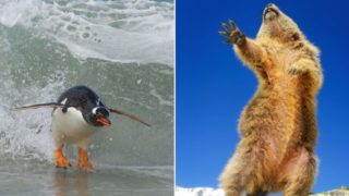 This year’s Comedy Wildlife Photo Award finalists are bloody gold