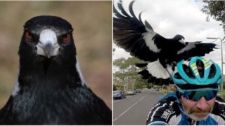Aussie bike rider dies after trying to avoid swooping magpie