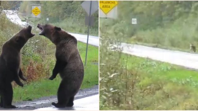 Wolf casually watches on as two bears throw fists on the side of highway