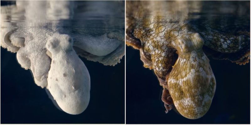 Bloody brilliant video shows sleeping Octopus changing colours while dreaming