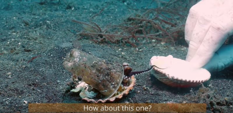 Diver attempts to convince fussy octopus to give up it’s plastic cup armour