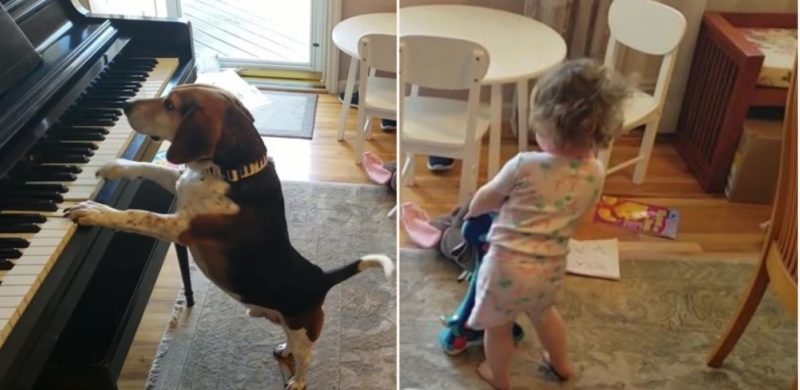 Bloke accidentally captures video of daughter dancing to their dog playing piano