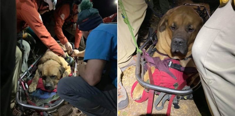 Massive dog needs rescuing from mountain after getting too tired to walk down