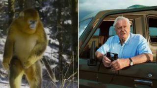 It took David Attenborough 50 years to capture footage of this monkey species