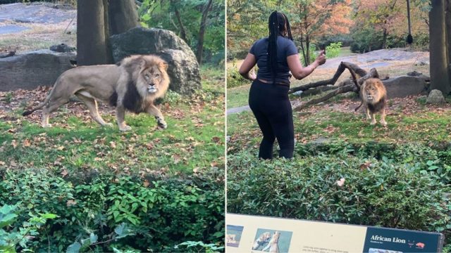 Sheila climbs into Zoo’s lion den