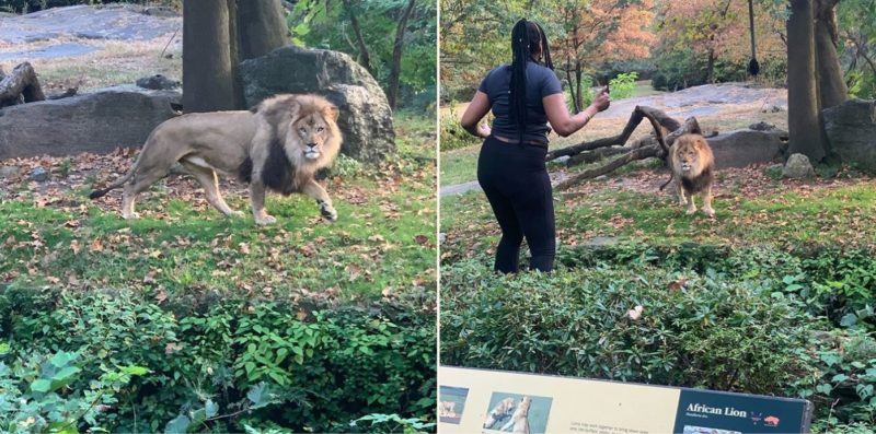 Sheila climbs into Zoo’s lion den