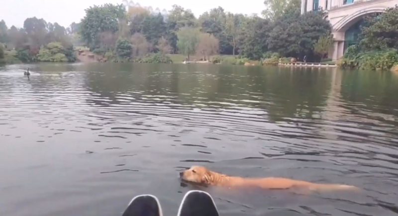 F*@#en wanker swan lays the smack down on dog going for a swim