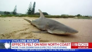 The Internet reckons Australia is the “Land of Nope”