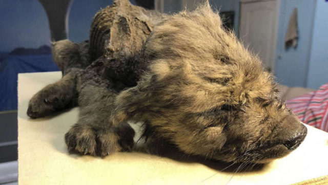 Scientists are stunned by this perfectly preserved 18,000 year-old animal