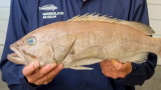 Turns out Aussies have been eating a fish unknown to science