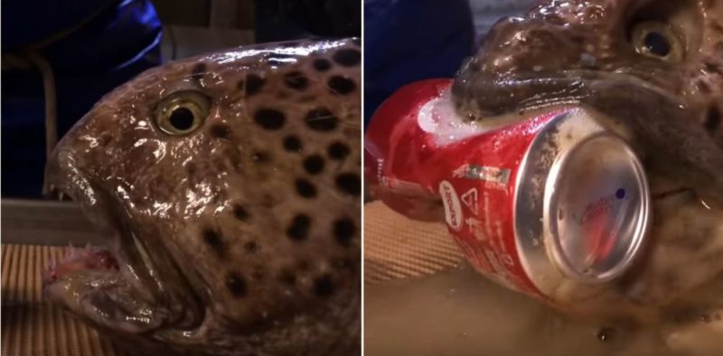 The severed head of a Wolffish can still crush a can of Coke