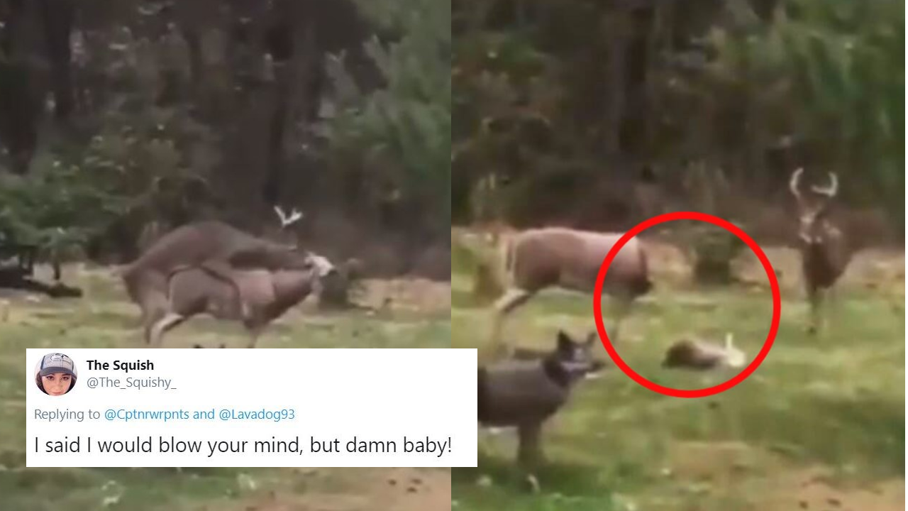 People on Twitter reacted to the viral deer ‘shag’ video and they’re pure gold