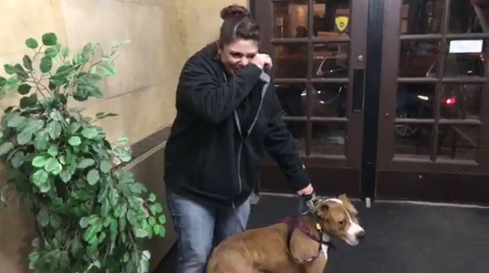 This family dog was returned after being stolen then taken 2000 miles away