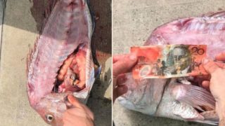 This local fisherman went viral after discovering a $20 note inside fish