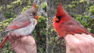 Gender neutral bird stuns bird experts!