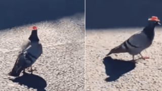 Someone has been putting Cowboy Hats on Pigeons in Las Vegas